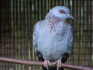Pigeon roussard