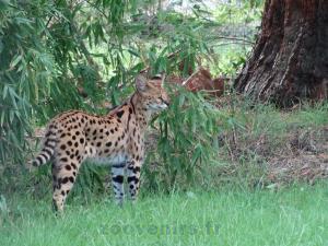Serval