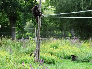 Gibbon à mains blanches