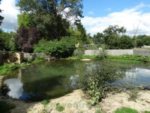 Loutre d'Asie