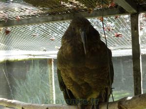 Kea
