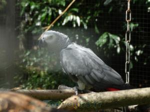 Gris du Gabon