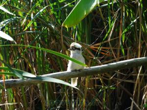 Kookaburra