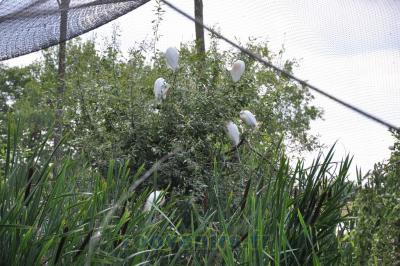 Aigrette garzette - 2011