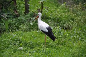 Cigogne