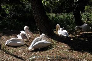 Pélican blanc