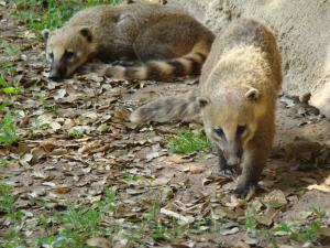Coati roux