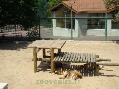 Lion d'Afrique - 2009