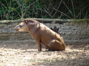 Tapir terrestre