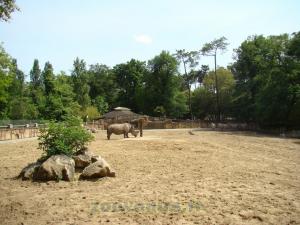 Rhinocéros blanc - Zèbre de Grévy
