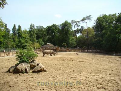 Rhinocéros blanc - Zèbre de Grévy - 2009