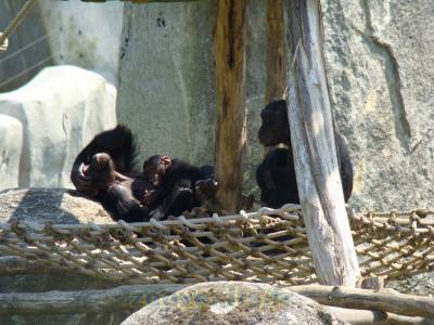 Chimpanzé - 2009