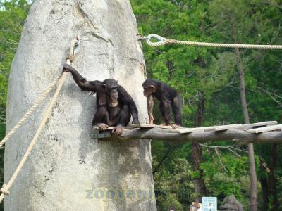 Chimpanzé - 2009