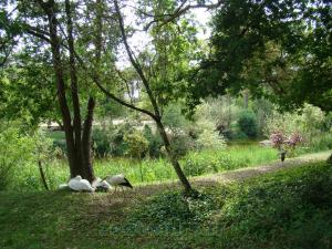 Cigogne - Pélican blanc