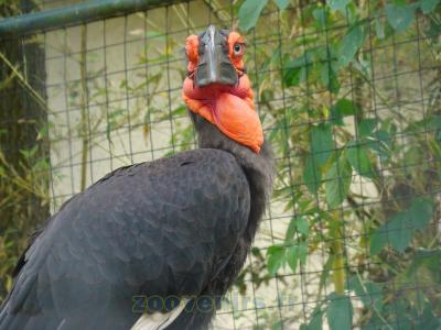 Grand calao terrestre - 2009