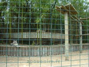 Panthère des neiges