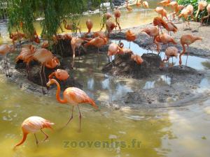 Flamant de Cuba