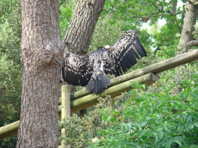 Vautour de Rüppell - 2009