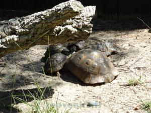 Tortue grecque