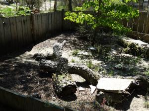 Tortue grecque