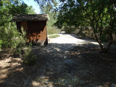 Oie céréopse - 2015