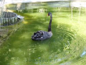 Cygne noir