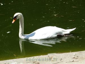 Cygne blanc