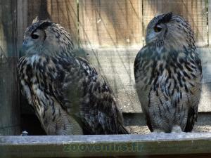 Grand duc