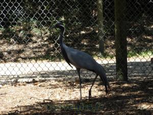 Grue demoiselle de Numidie