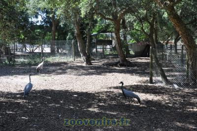 Grue demoiselle de Numidie - Grue du Japon - 2015