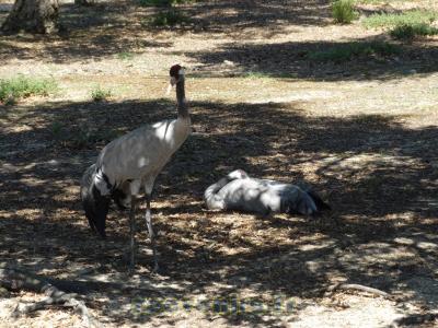 Grue du Japon - 2015