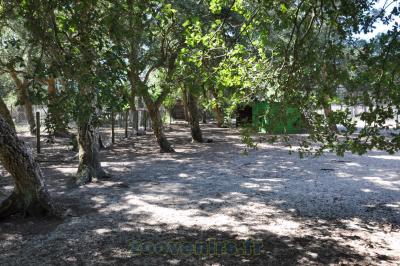 Mara - Nandou - 2015