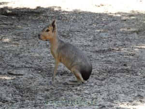 Mara