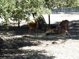 Cerf sika 