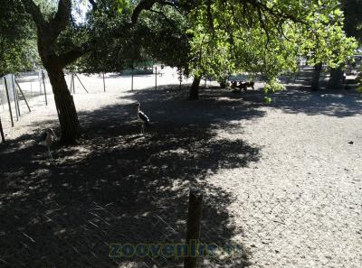 Marabout - Cerf sika - 2015