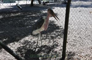 Marabout