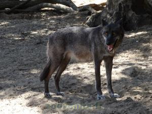 Loup du Canada