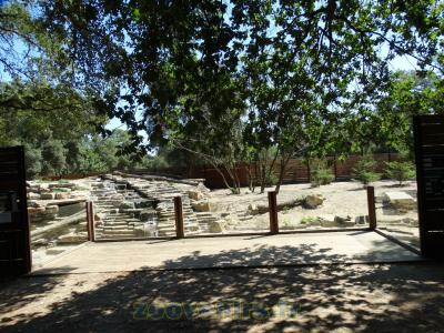 Loup du Canada - 2015