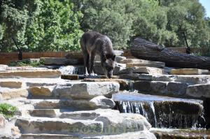 Loup du Canada
