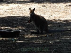 Wallaby de Bennett 