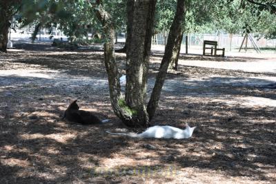 Wallaby de Bennett - 2015