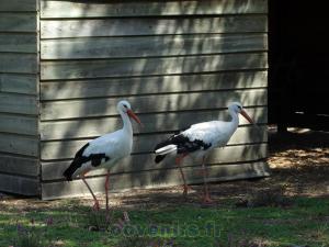Cigogne blanche