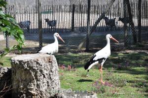 Cigogne blanche