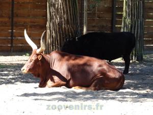 Watussi - Vache dexter