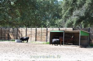 Watussi - Vache dexter