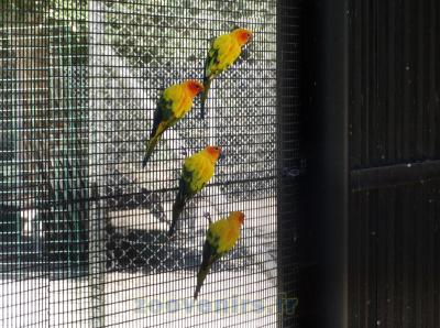 Conure soleil - 2015