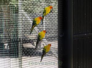 Conure soleil