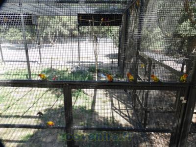 Conure soleil - 2015