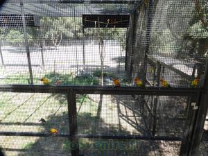 Conure soleil