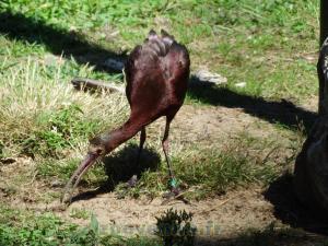 Ibis à face blanche
